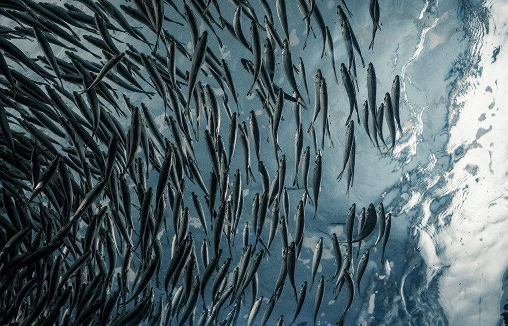 What are the benefits of Omega 3 fish oil?