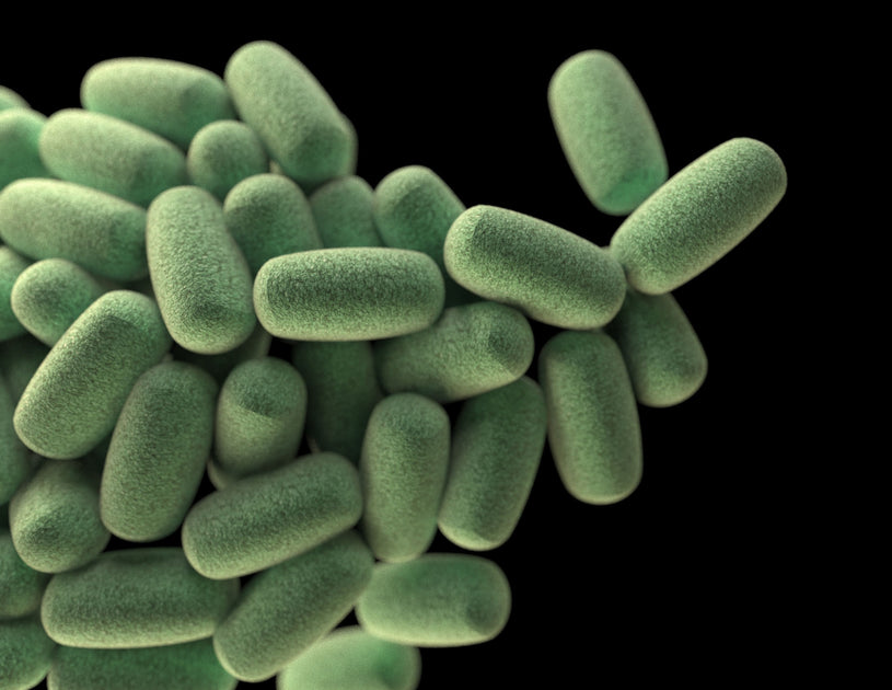 SIBO: Causes, Symptoms and Treatments – Inessa